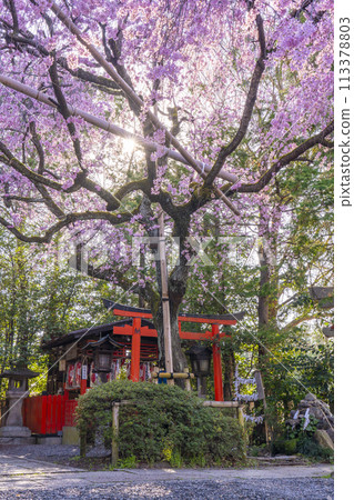 翠花天滿宮紅垂櫻(京都市上京區) 翠花天滿宮紅垂櫻(京都市上京區) 113378803
