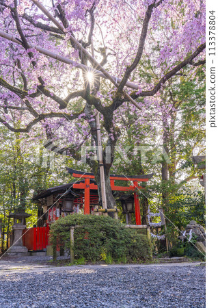 翠花天滿宮紅垂櫻(京都市上京區) 翠花天滿宮紅垂櫻(京都市上京區) 113378804