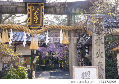 翠花天滿宮紅垂櫻(京都市上京區) 翠花天滿宮紅垂櫻(京都市上京區) 113378806