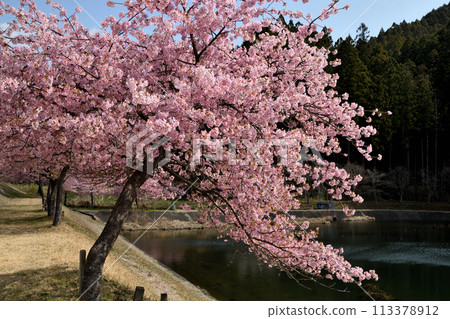 Kawazu cherry blossoms at Otsuma Pond [Ishinahara, Misugi-cho, Tsu City, Mie Prefecture] 113378912