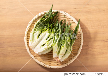 [Miyagi Prefecture] Puntarella (Italian vegetable) 113378953