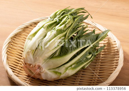 [Miyagi Prefecture] Puntarella (Italian vegetable) 113378956