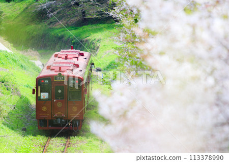 Row of cherry blossom trees and "Kotokoto Train" (Heisei Chikuho Railway) 113378990