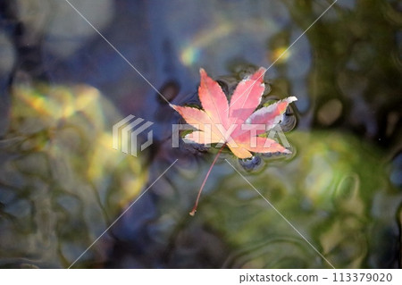 The water surface with the maple leaves floating on it is fantastic and changes in various ways. The water surface with the maple leaves floating on it is fantastic and changes in various ways. 113379020
