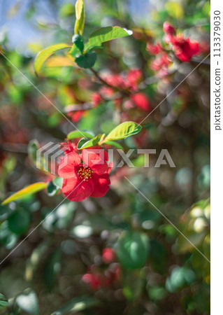 Blurred flowers 113379030