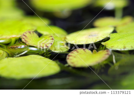 亞馬遜Frogbit，一種生長在水面上的浮葉植物（栃鏡，自然光+微距特寫照片） 113379121