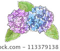繡球花畫水彩 113379138