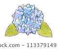 繡球花畫水彩 113379149