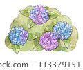 繡球花畫水彩 113379151