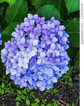 「繡球路」吸引遊客 113379178