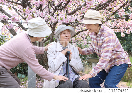 Two daughters are trying to get their 90-year-old mother to sit down and enjoy cherry blossom viewing. 113379261