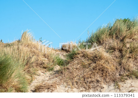 Coastal Dune Ecosystem with Wind-Swept Grasses 113379341