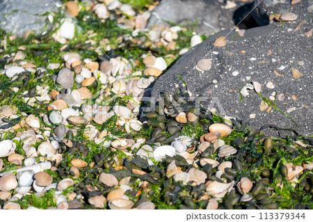 Seashells and Seaweed on Rocky Shore 113379344
