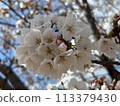 Scenery with cherry blossoms 113379430