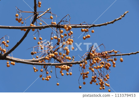 China tree fruit in the blue sky 113379453
