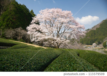 竹原的淡墨櫻花【三重縣津市美杉町】 竹原的淡墨櫻花【三重縣津市美杉町】 113379509