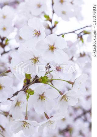 Cherry blossoms in full bloom Somei Yoshino 113379938