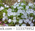 Nemophila 113379952