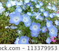 Nemophila 113379953