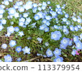 Nemophila 113379954