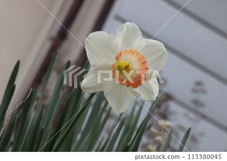 春天花園裡盛開的白色花瓣和橙色副花冠的水仙花花 113380045