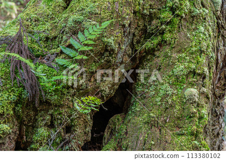 京都貴船一棵大針葉樹上生長的苔蘚和蕨類植物 113380102