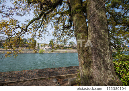 Sawtooth oak trees along the Uji River Sawtooth oak trees along the Uji River 113380104