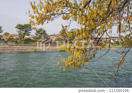 Sawtooth oak trees along the Uji River 113380106