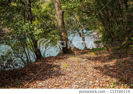 Fallen leaves scattered in a grove along the Uji River in Uji, Kyoto Prefecture 113380119