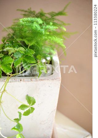 內政部與室內植物 113380224