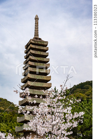 Spring cherry blossoms bloom at Tonoshima in Uji Park 113380323