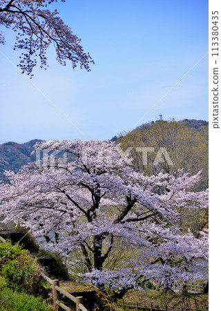 Kanagawa Tsukui Lake Shiroyama Park Cherry Blossom Scenery 113380435
