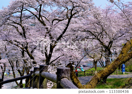Kanagawa Tsukui Lake Shiroyama Park Cherry Blossom Scenery 113380436