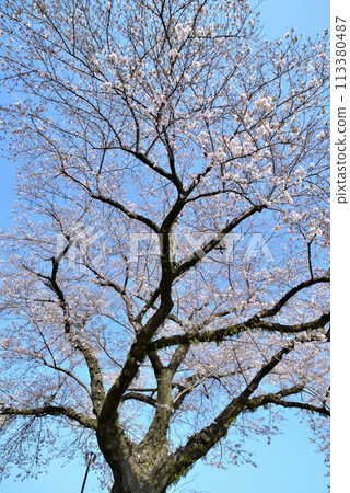 神奈川築井湖城山公園櫻花風光 113380487