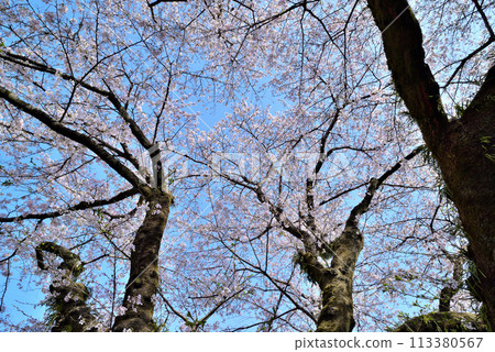 Kanagawa Tsukui Lake Shiroyama Park Cherry Blossom Scenery Kanagawa Tsukui Lake Shiroyama Park Cherry Blossom Scenery 113380567