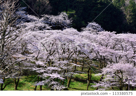 神奈川築井湖城山公園櫻花風光 神奈川築井湖城山公園櫻花風光 113380575