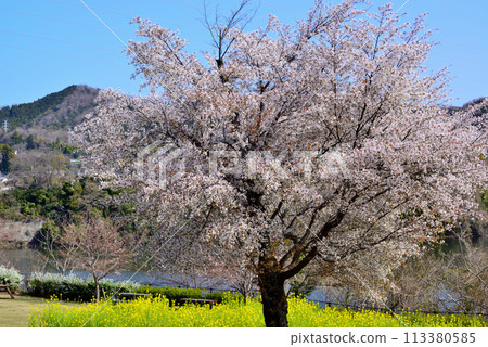 神奈川築井湖城山公園櫻花風光 113380585
