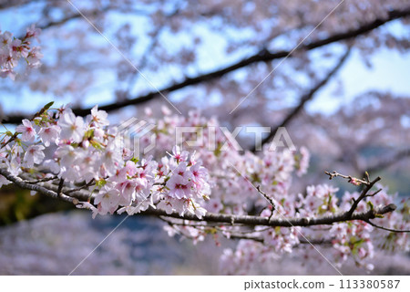 神奈川築井湖城山公園櫻花風光 113380587