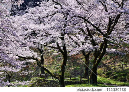 神奈川築井湖城山公園櫻花風光 神奈川築井湖城山公園櫻花風光 113380588
