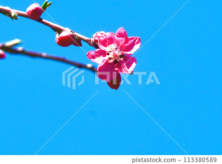 垂枝桃花映襯藍天 垂枝桃花映襯藍天 113380589