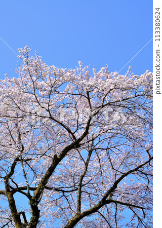 Kanagawa Tsukui Lake Shiroyama Park Cherry Blossom Scenery Kanagawa Tsukui Lake Shiroyama Park Cherry Blossom Scenery 113380624