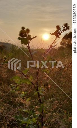 Beautiful view of the sunset through plants with thorns Beautiful view of the sunset through plants with thorns 113380689