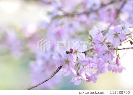 Kanagawa Tsukui Lake Shiroyama Park Cherry Blossom Scenery 113380700