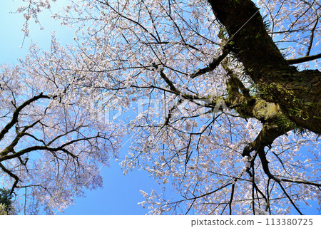 Kanagawa Tsukui Lake Shiroyama Park Cherry Blossom Scenery Kanagawa Tsukui Lake Shiroyama Park Cherry Blossom Scenery 113380725