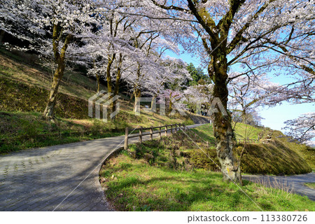Kanagawa Tsukui Lake Shiroyama Park Cherry Blossom Scenery Kanagawa Tsukui Lake Shiroyama Park Cherry Blossom Scenery 113380726