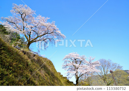 神奈川築井湖城山公園櫻花風光 113380732