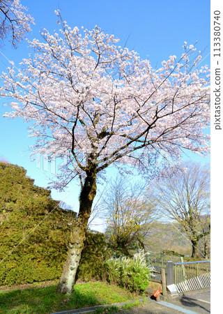 Kanagawa Tsukui Lake Shiroyama Park Cherry Blossom Scenery 113380740