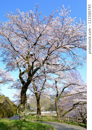 神奈川築井湖城山公園櫻花風光 113380745