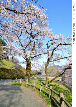 神奈川築井湖城山公園櫻花風光 神奈川築井湖城山公園櫻花風光 113380756