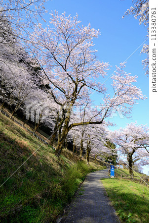 Kanagawa Tsukui Lake Shiroyama Park Cherry Blossom Scenery 113380761